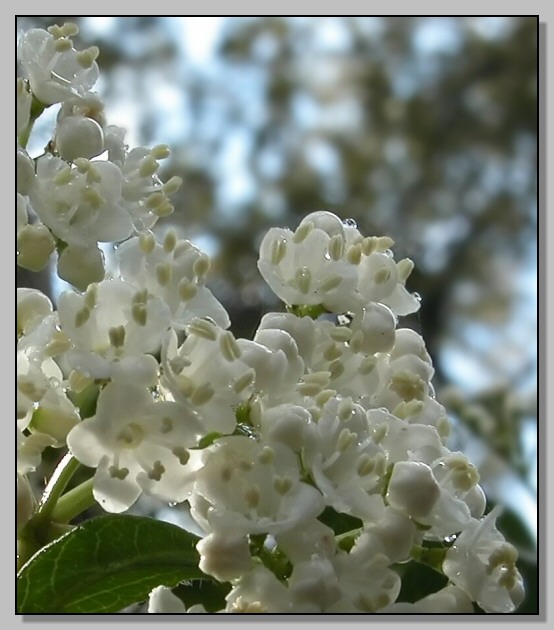 Viburnum lantana & Viburnum tinus